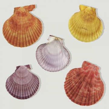 Pecten nobilis color surtido PRECIOxKG