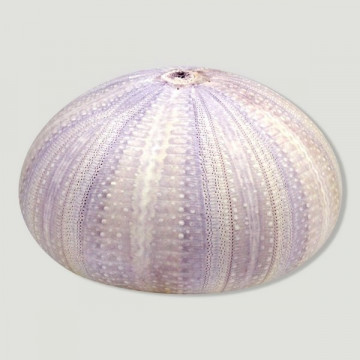 Erizo violeta blanco 4cm aprox