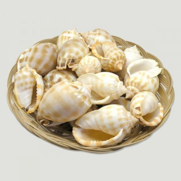 Phallium bandatum +8cm cesta 18uds