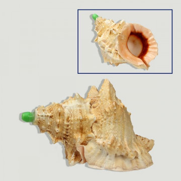 Trompeta en Bursa lissitoma +14cm