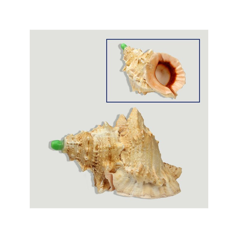 Trompeta en Bursa lissitoma +14cm Trompeta en Bursa lissitoma +14cm