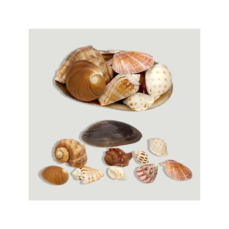 Valva con conchas 13-15cm Valva con conchas 13-15cm