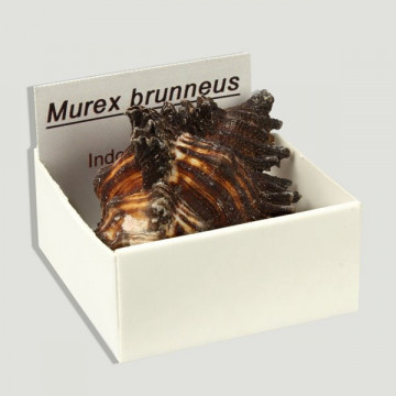 Cajita 4x4 - Murex Brunneus