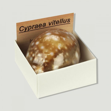 Cajita 4x4 - Cypraea Vitellus