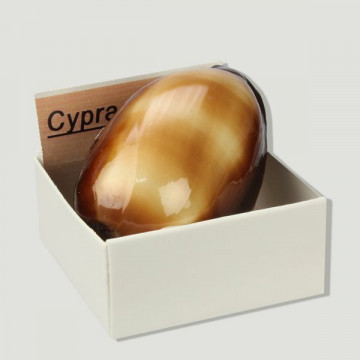 Cajita 4x4 - Cypraea Talpa
