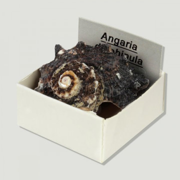 Cajita 4x4 - Angaria Delphinula