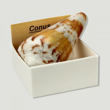 Cajita 4x4 - Conus