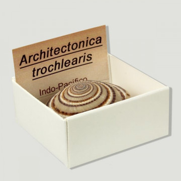 Cajita 4x4 - Architectonica Trochlearis