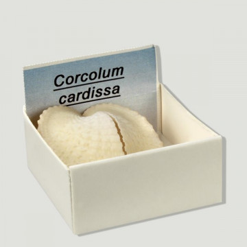 Cajita 4x4 - Corcolum Cardissa