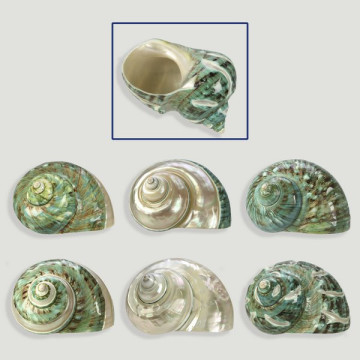 Turbo Imperialis Burges surtidos 9cm aprox