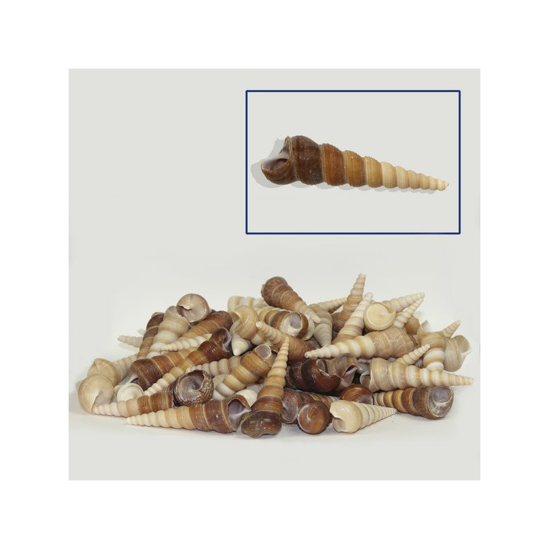 Turritella terebra. Tamaños surtidos. PRECIO/KG Turritella terebra. Tamaños surtidos. PRECIO/KG