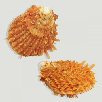 Spondylus completa naranja 7cm aprox