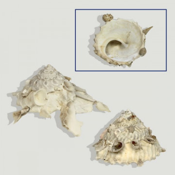 Xenophora pallidula con conchas. 6cm aprox