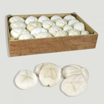 Caja Madera Galleta de mar 5-8cm (20uds)