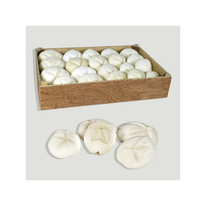 Caja Madera Galleta de mar 5-8cm (20uds) Caja Madera Galleta de mar 5-8cm (20uds)