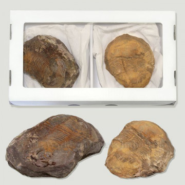 Fósil Trilobites Illaenus