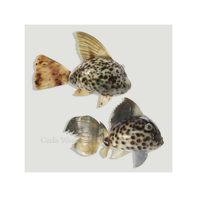 Artesanía conchas Pez en Cypraea 12cm aprox. Artesanía conchas Pez en Cypraea 12cm aprox.