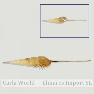 Tibia fusus A. 15-20cm