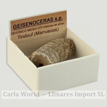 Cajita 4x4 - Geisenoceras sp. - Marruecos