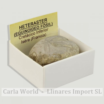 Cajita 4x4 - Heteraster equinoideo Fósil - Francia