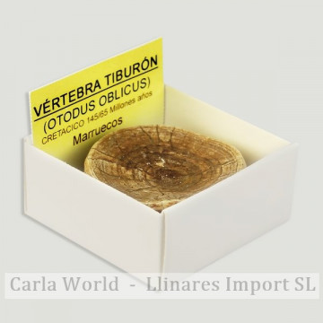 Cajita 4x4 - Vertebra de Tiburón - Marruecos