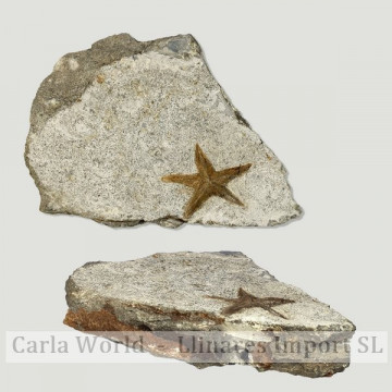 Fósil Estrella mar Stenastes