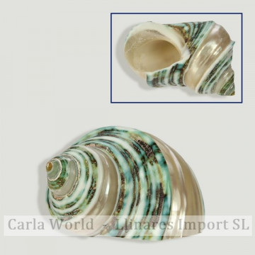 Turbo sparverius ¾ bandeada ¼ perlada 5-6cm