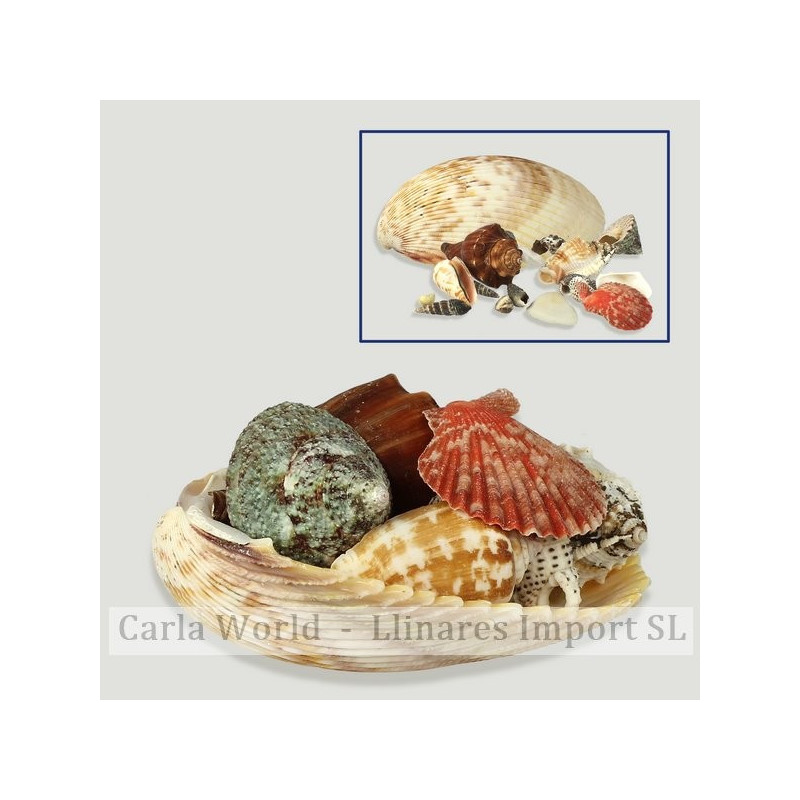 Trachycardium elongatum con conchas 9-10cm Trachycardium elongatum con conchas 9-10cm