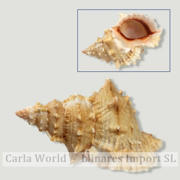 Bursa lissotoma +14cm