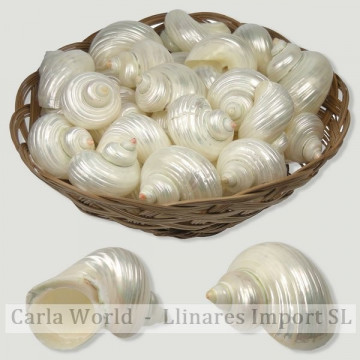 Cesta Turbo argyrostomus perla +5cm (34uds)