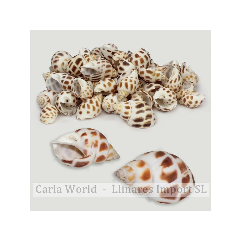 Babylonia areolata (Precio por Kg) Babylonia areolata (Precio por Kg)
