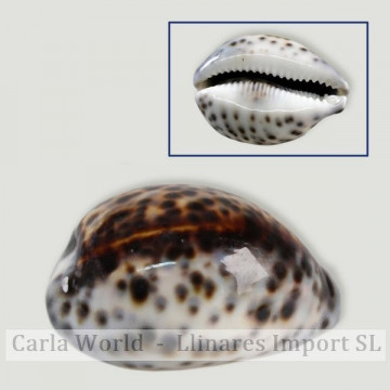 Cypraea tigris pulido +7,5cm