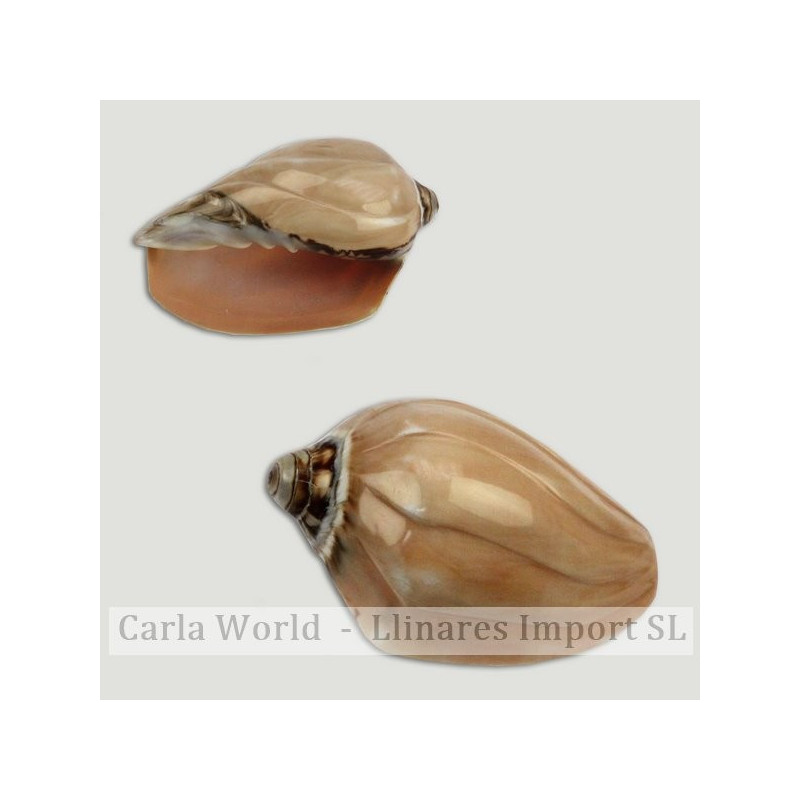 Voluta nobilis pulida y tallada +8cm Voluta nobilis pulida y tallada +8cm