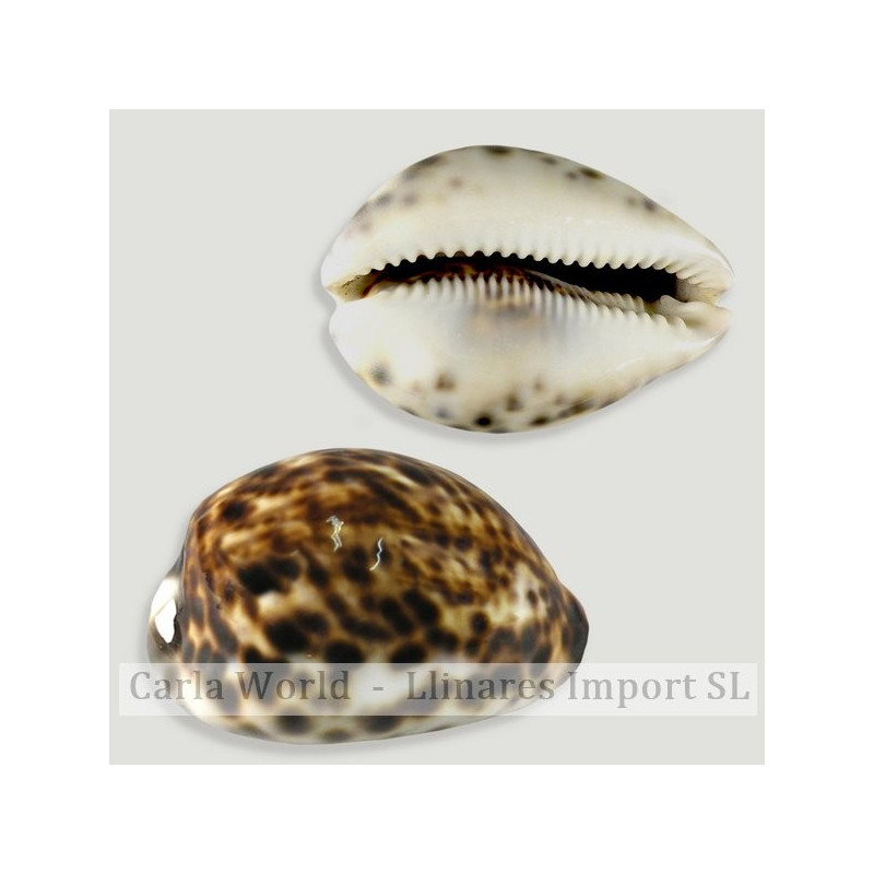 Set No. 03 – Modelo Cypraea Tigris, surtidas Set No. 03 – Modelo Cypraea Tigris, surtidas