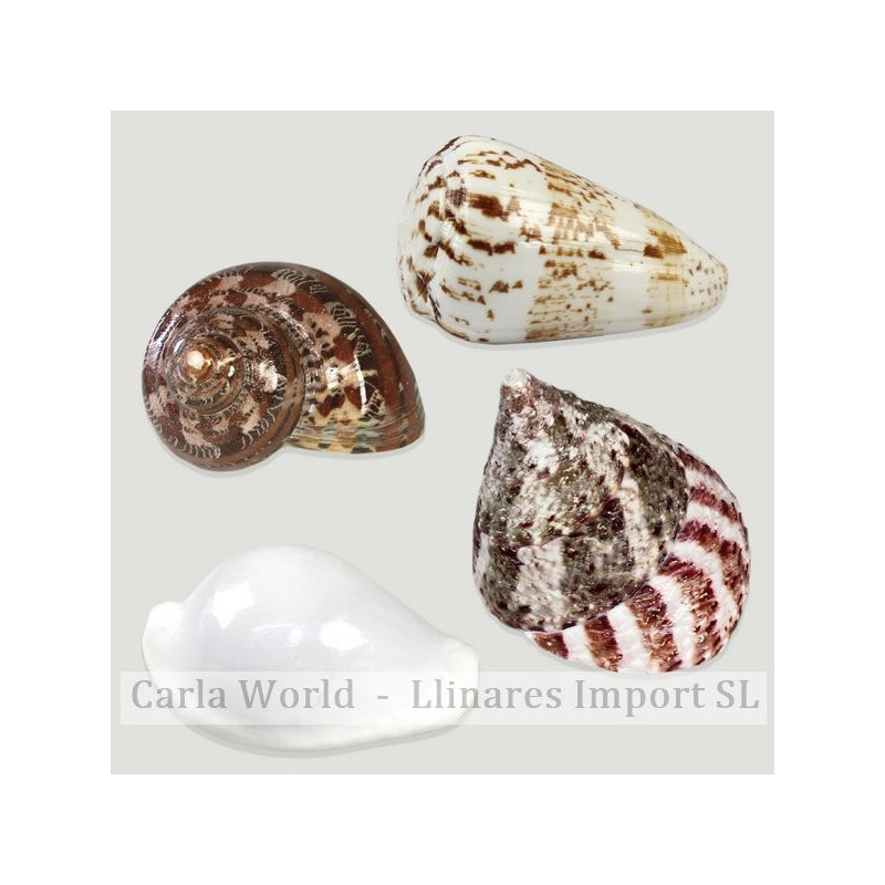 Set No. 07 – Modelos Conus, Turbo Petholatus, Tectus pyramis y Cypraea Ouvula, surtidas Set No. 07 – Modelos Conus, Turbo Petholatus, Tectus pyramis y Cypraea Ouvula, surtidas
