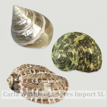 Set No. 09 – Modelos Turbo sparverius, Harpa sp.pulida y Trochus conus perlado, surtidas