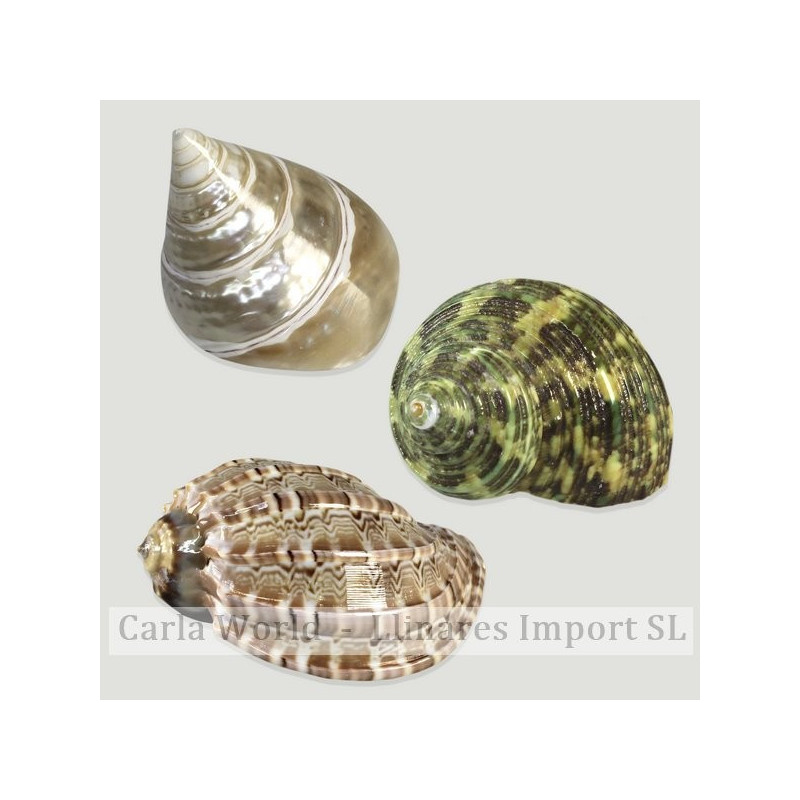 Set No. 09 – Modelos Turbo sparverius, Harpa sp.pulida y Trochus conus perlado, surtidas Set No. 09 – Modelos Turbo sparverius, Harpa sp.pulida y Trochus conus perlado, surtidas