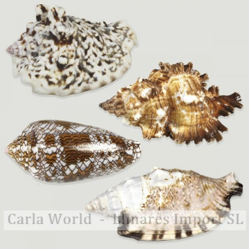 Set No. 13 – Mod. Murex Chicoreus, Conus textile, Strombus aratrum y Strombus lentiginousus,surtidas