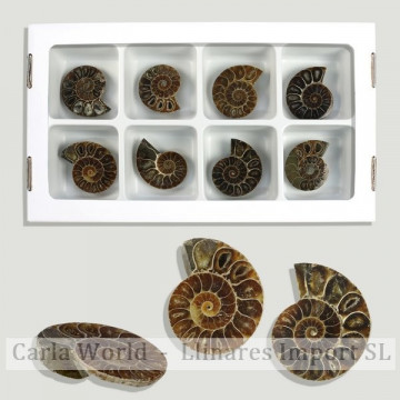 Fosil Ammonites pulido