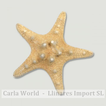 Estrella Mar nudosa natural 5-8cm