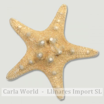 Estrella Mar nudosa natural 10-13cm