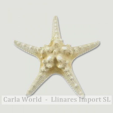 Estrella Mar nudosa blanca 4-5cm