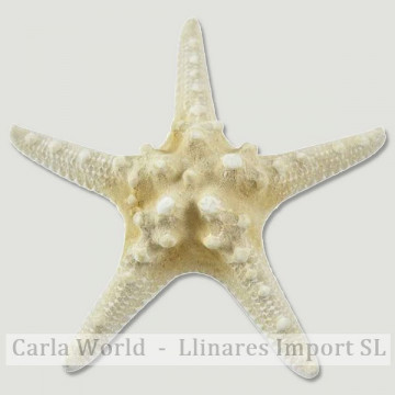 Estrella Mar nudosa blanca 5-6cm
