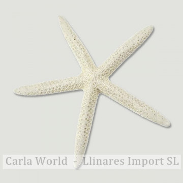 Estrella Mar puntas blanca 16-19cm