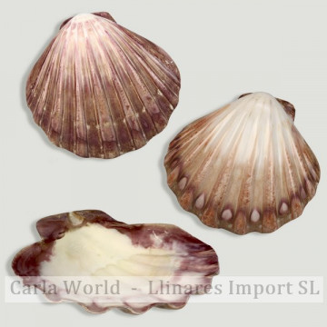 Lyropecten subnudos purpura y blanca pulida. 11cm aproximadamente