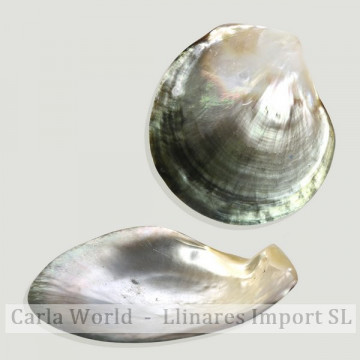 Mother-of-pearl grayish shell. 15Cm approximately 