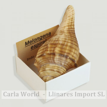 4x4 box - Melongena Spiral – Pacific