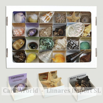 4x4 box - Assorted Shells Collection