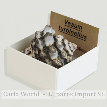 Cajita 4x4 – Vasum Turbinellus