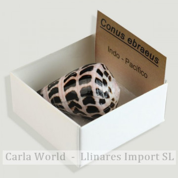 4x4 box - Conus Ebraeus